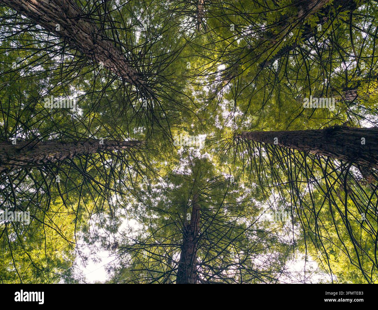 Nach oben gerichtete Ansicht von hoch aufragenden Sequoia-Bäumen mit strukturierten Stämmen und dichtem grünen Blätterdach, die den hellen Sommerhimmel in einem friedlichen Wald in Kantabrien, Spanien, einrahmen. Stockfoto