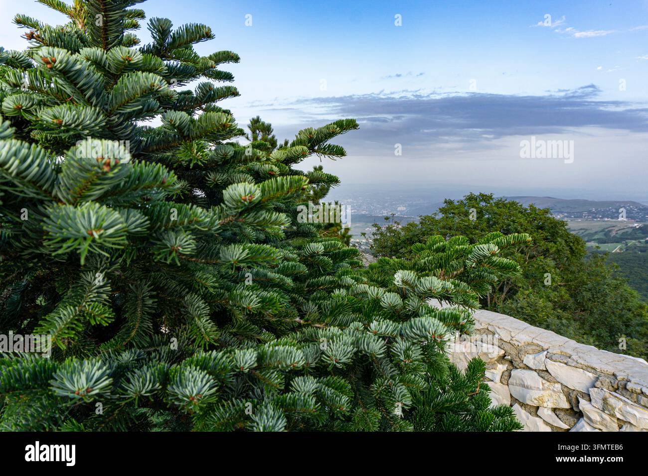 Schöne silberne Fichte mit flauschigen Ästen in der Nähe einer Steinmauer. Blick auf die Berge und den blauen Himmel mit Wolken. Stockfoto