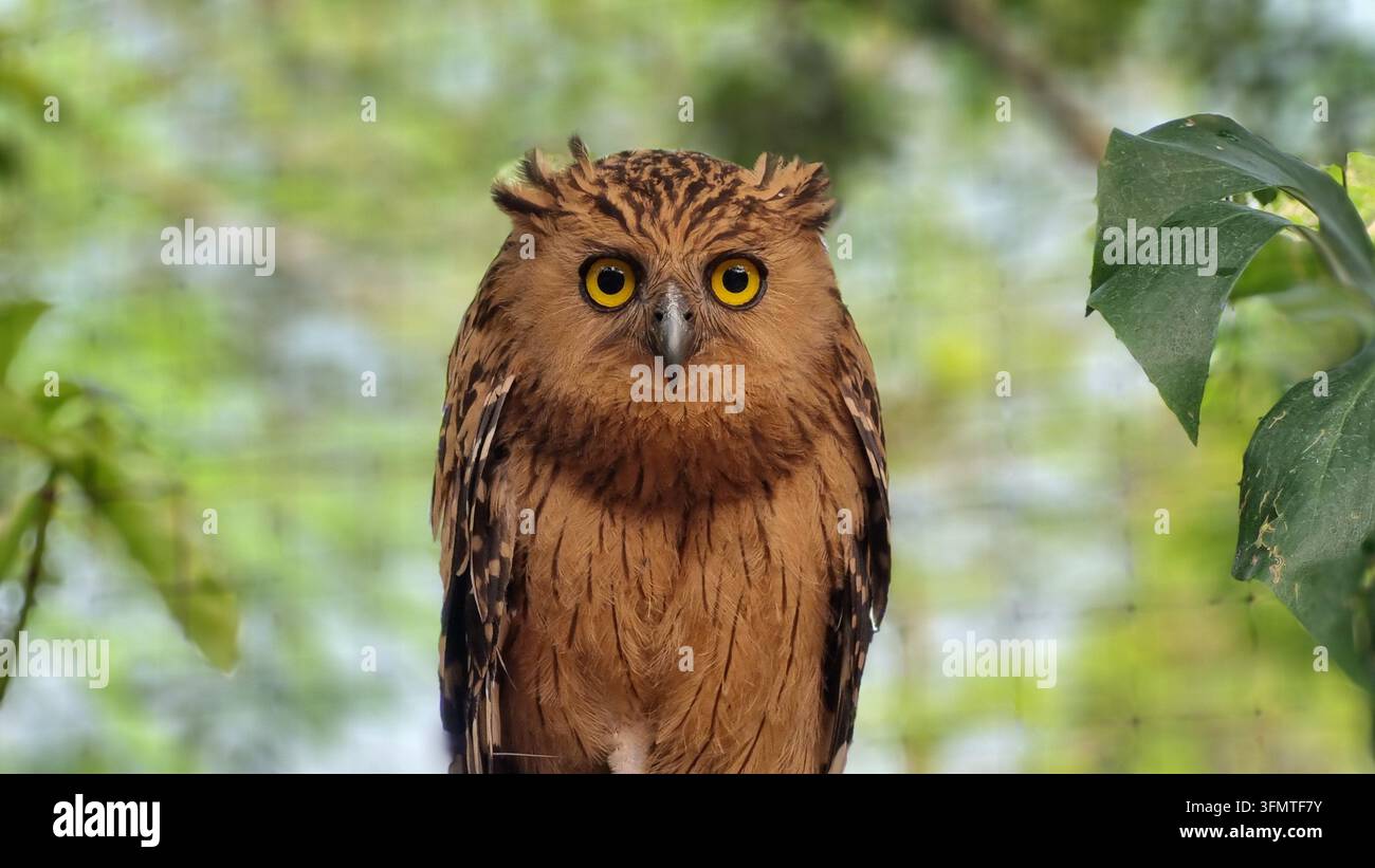 Die braune Waldohle (Strix leptogrammica) kommt in Indien, Bangladesch, Sri Lanka, Indonesien, Taiwan und Südchina vor. In Indonesien vor allem auf Borneo oder Ostjava Stockfoto