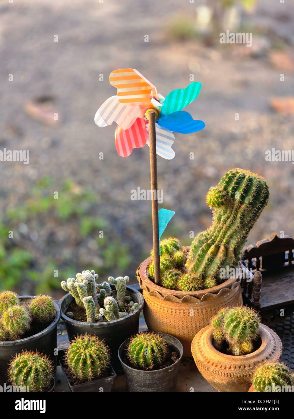 Ein farbenfrohes Windrad zwischen Topfkakteen in einem sonnendurchfluteten Gartenzelt mit texturierter Keramik und verschwommenem natürlichem Hintergrund, das eine verspielte Wüstenatmosphäre schafft Stockfoto