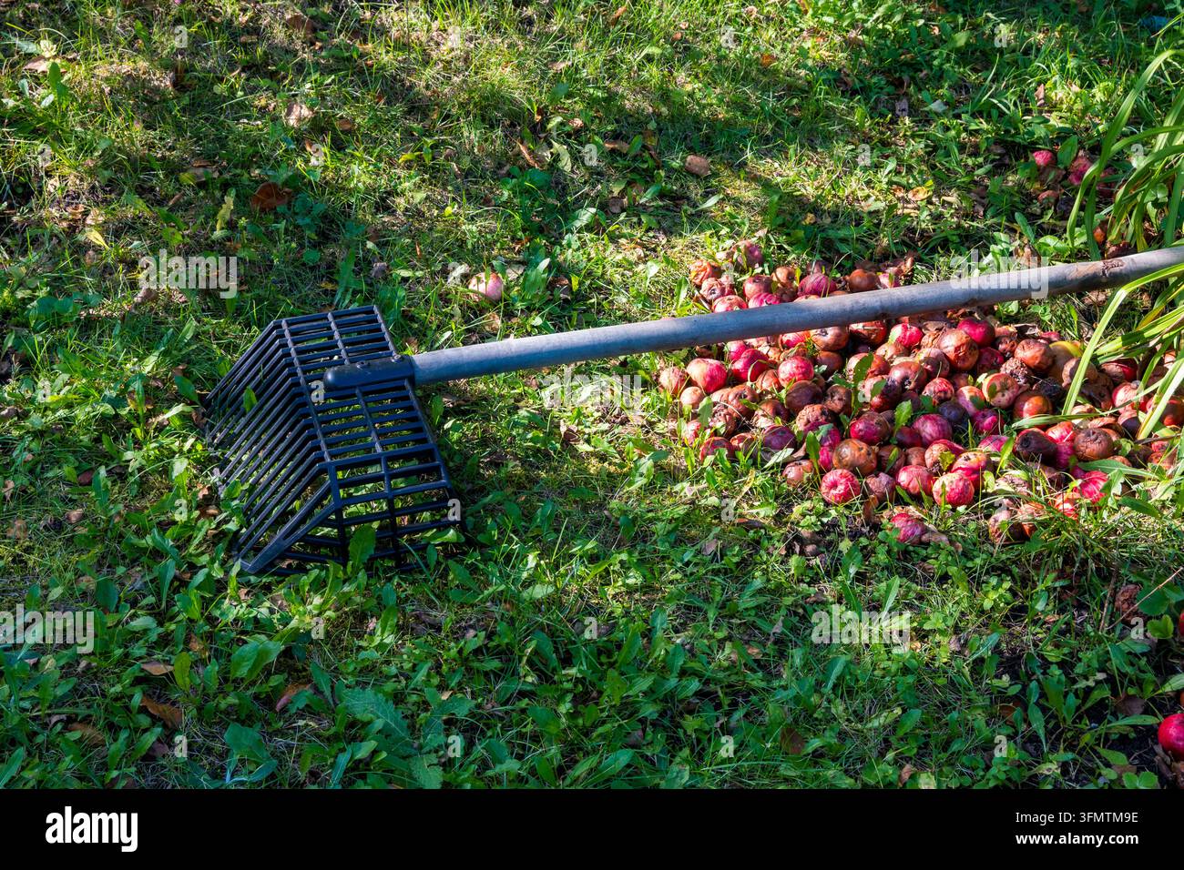 Ein Rechen liegt auf dem Gras neben einem Haufen verstreuter gefallener Äpfel in einer Gartenszene. Die Szene wird von natürlichem Licht beleuchtet, das die Lebendigkeit zur Schau stellt Stockfoto