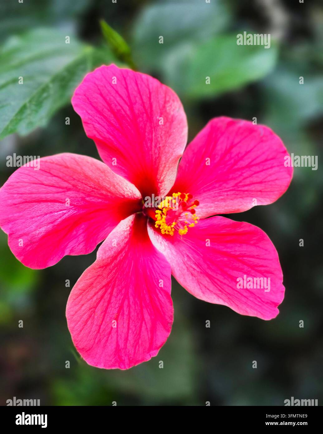 Leuchtend rosa Hibiskusblüte mit gelben Staubblättern vor einem verschwommenen grünen Hintergrund aus Blättern. Stockfoto