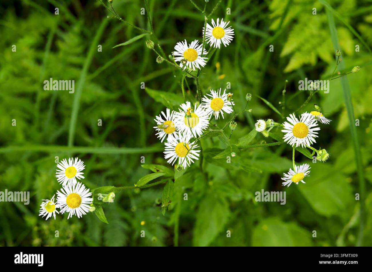 Weiße Blumen der Weißer Schafgarbe blühen inmitten üppigen grünen Grases, Tara-Nationalpark, Serbien Stockfoto