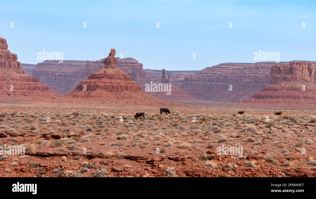 Kühe wandern zwischen farbenfrohen Felsformationen und Buschland im Valley of the Gods, in der Nähe von Mexican Hat, Utah. Stockfoto