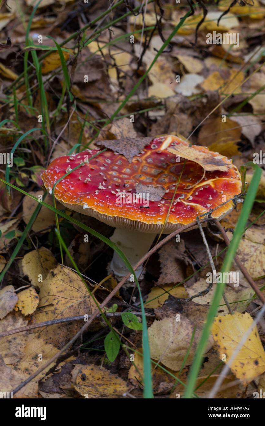 Eine vertikale Ansicht eines nassen Fliegenpilzkaps mit rotorangen Tönen und weißen Warzen, ein trockenes braunes Blatt liegt obenauf, cremefarbene Lamellen und ein weißer Stiel Stockfoto