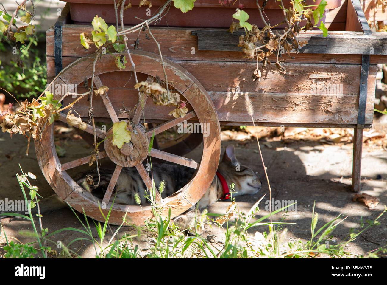 Schlafender getigerter Kater mit rotem Halsband ruht unter einem Holzkarrenrad neben einem verwitterten Pflanzgefäß und trockenen Ranken in einem sonnigen Garten, ruhiger schattiger Außenshelter Stockfoto