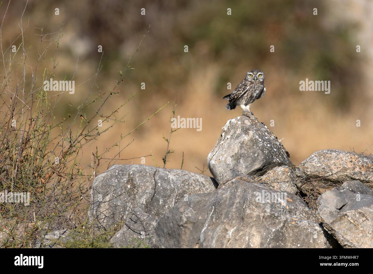 Kleine Eule Athene noctua sitzt auf einem Felsen in einer Steinmauer. Kleiner nachtaktiver Raubvogel steht auf grauen Steinen. Stockfoto