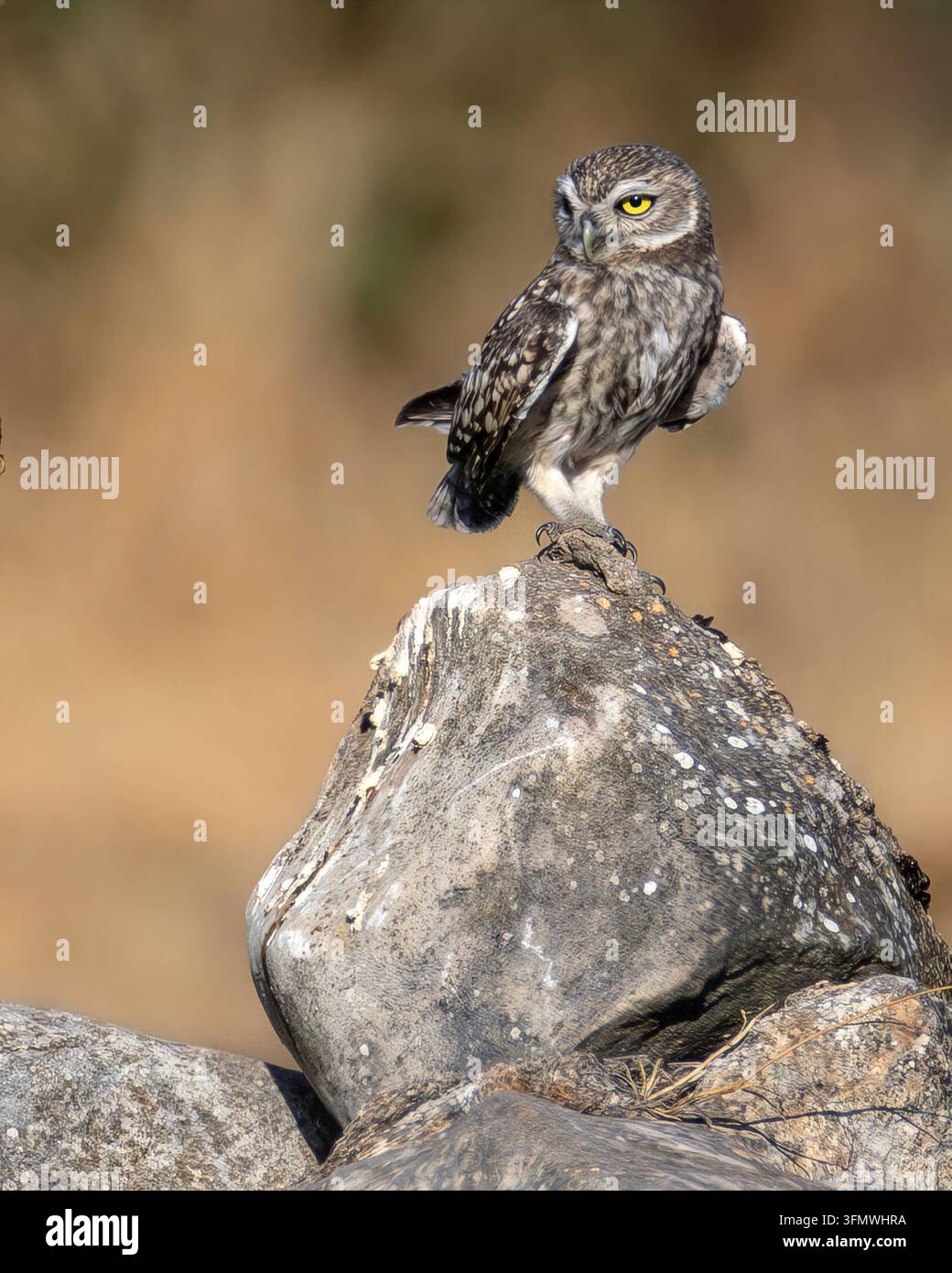 Kleine Eule Athene noctua sitzt auf einem Felsen in einer Steinmauer. Kleiner nachtaktiver Raubvogel steht auf grauen Steinen. Stockfoto