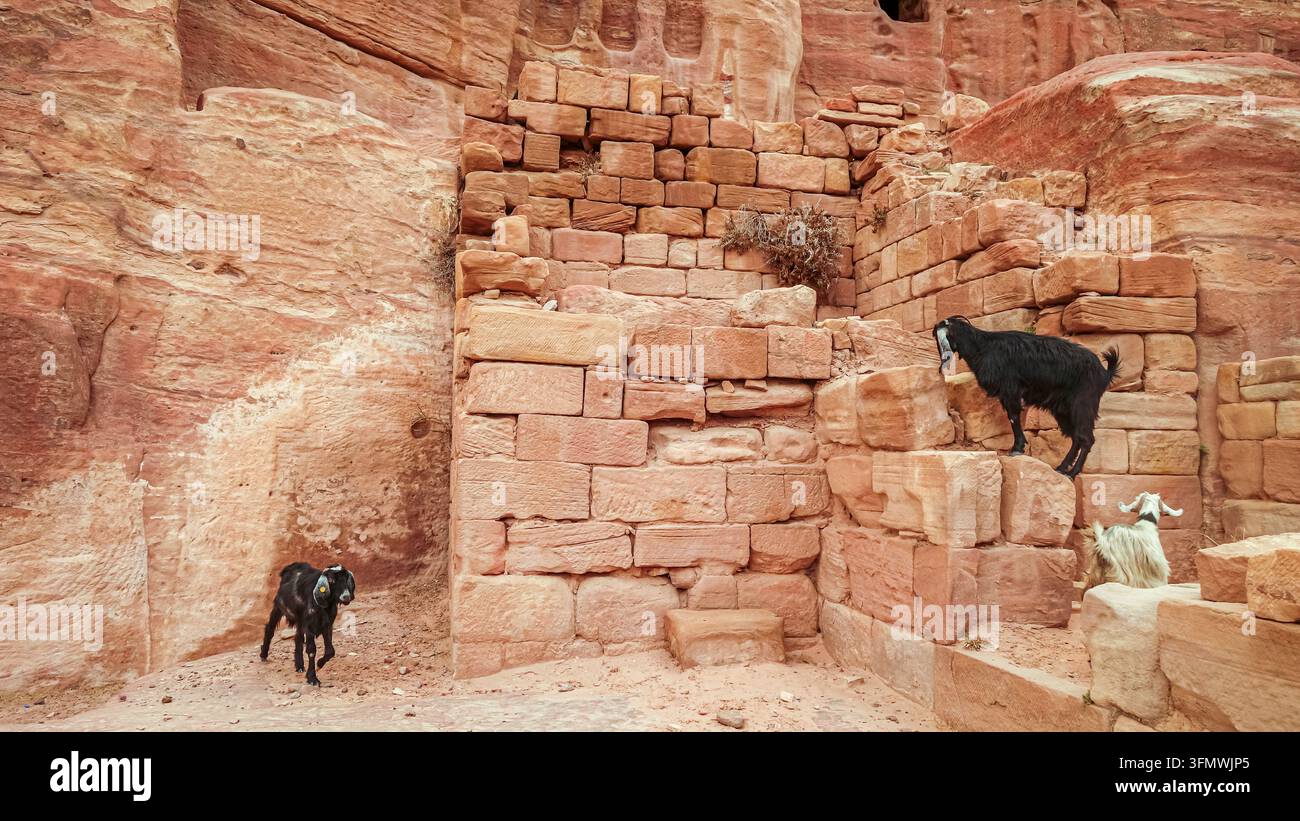 Ansicht von Ziegen, die auf antiken Sandsteinruinen in der historischen Wüstenlandschaft des Wadi Musa, Gouvernement Ma'an, Jordanien klettern. Stockfoto
