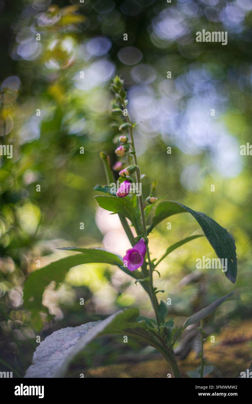 Ansicht einer lila Fingerhüttenblüte, die im üppigen Wald des Golitha Falls National Nature Reserve in Liskeard, England, Vereinigtes Königreich, blüht Stockfoto
