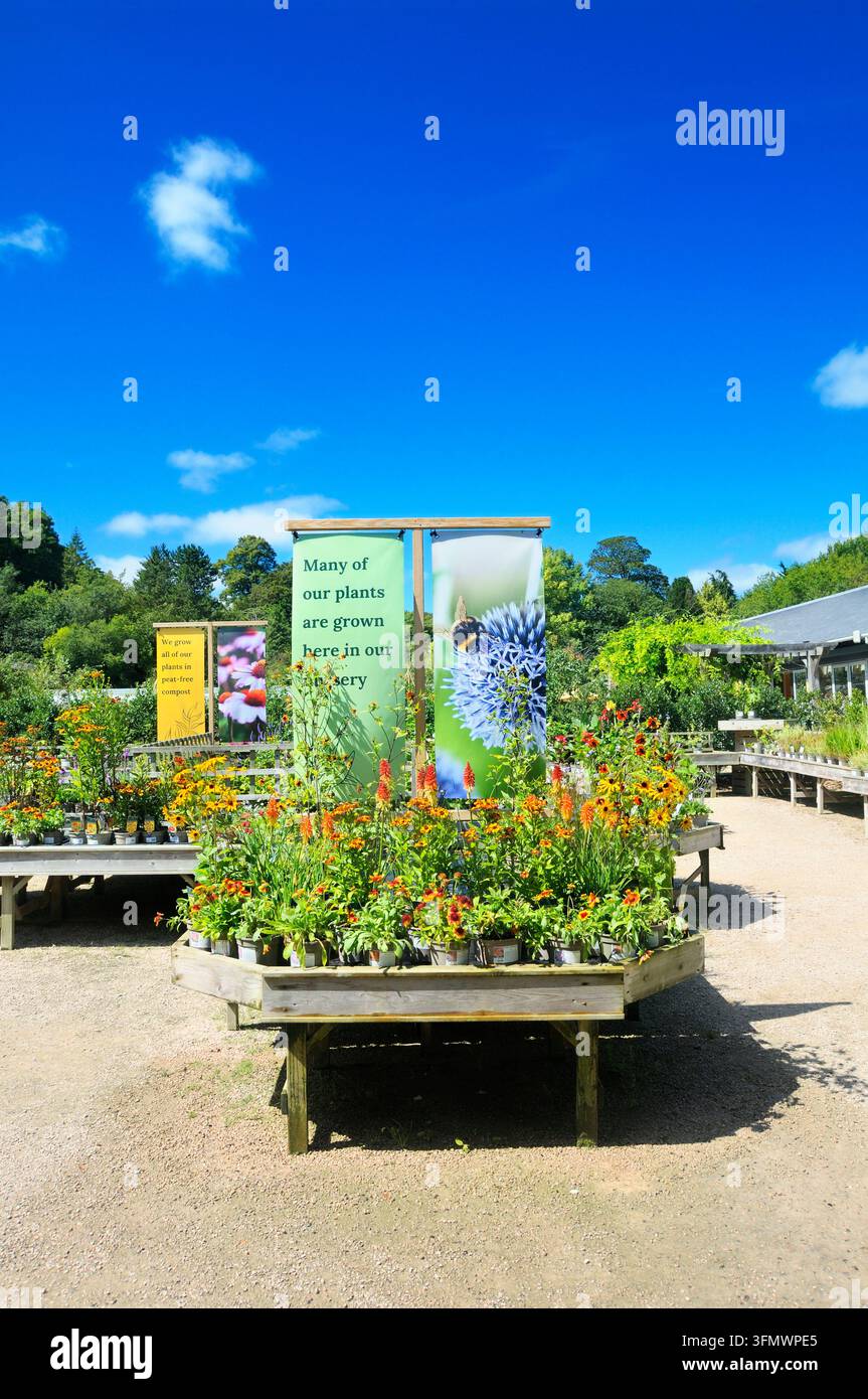 Bunte Sommer-Stauden zum Verkauf auf einem kommerziellen Außentisch in einem Pflanzenmarkt. One Garden Brighton, Stanmer Park, UK. Pflanzen Stockfoto