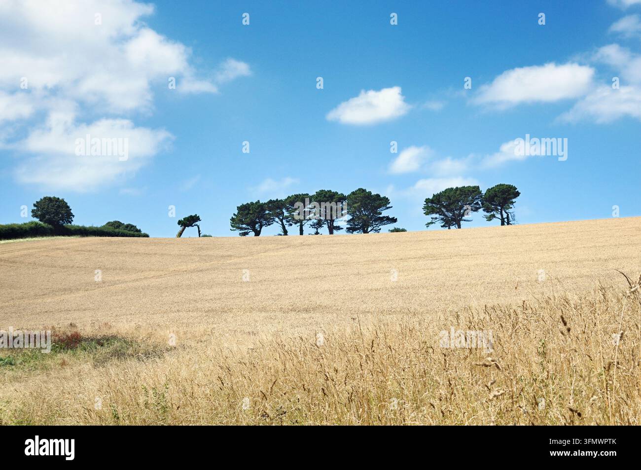 Eine friedliche ländliche Landschaft mit Blick über ein geerntetes goldenes Feld mit einer Reihe spärlicher Kiefern auf dem Kamm eines niedrigen Hügels, Devon England UK Waldgrenze Stockfoto