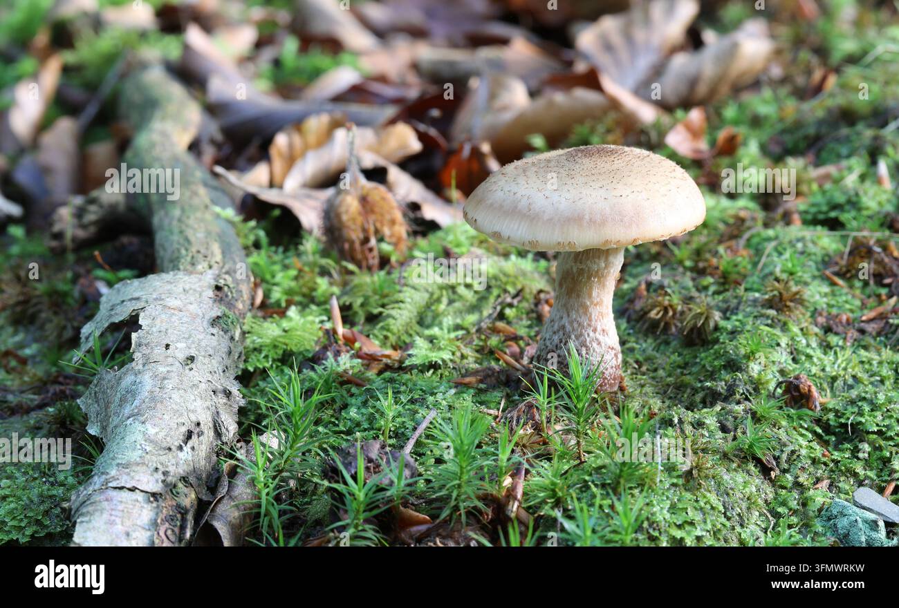 Armillaria gallica - Knolliger Honigpilz Stockfoto