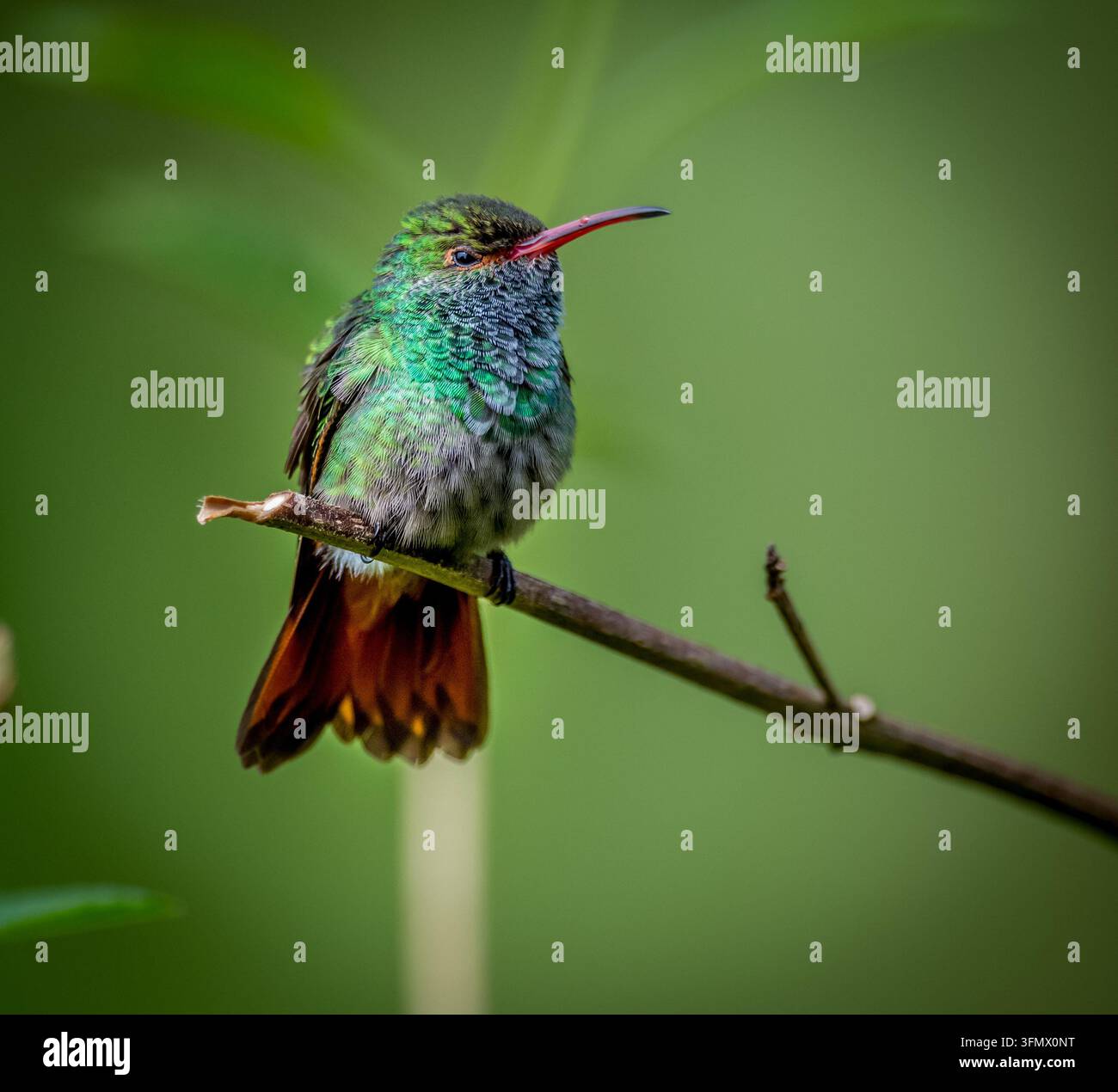 Ansicht eines kleinen Kolibris mit schillernden grünen Federn und einem rötlichen Schwanz, der auf einem dünnen Ast gegen einen weichen grünen Hintergrund in Kanada sitzt. Stockfoto