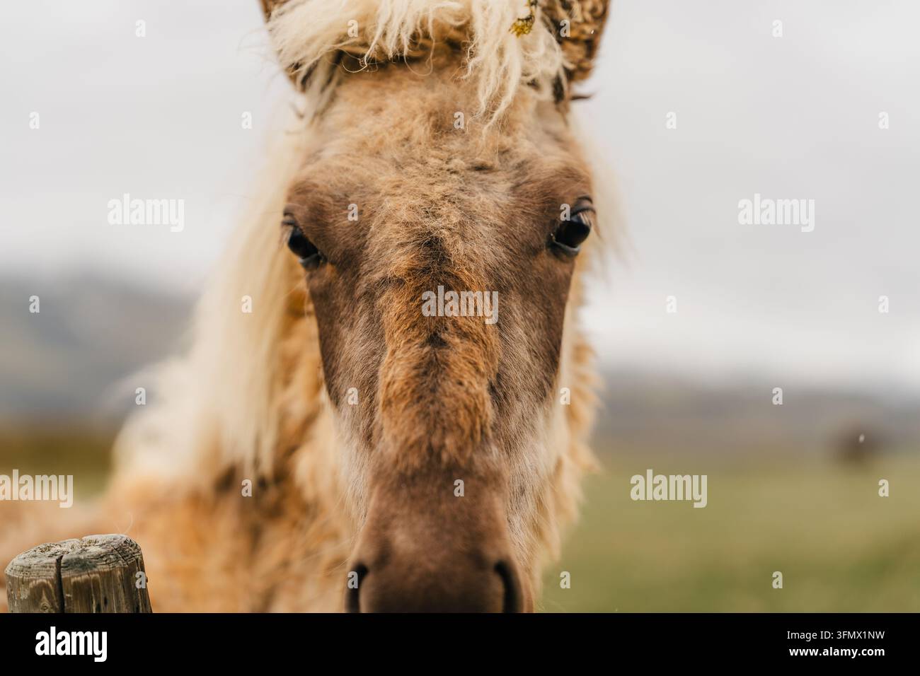 Ansicht eines Nahporträts eines isländischen Pferdes mit zottiger Mähne und hellbraunem Fell, das auf einem Feld nahe Stokksnes, Island, steht. Stockfoto