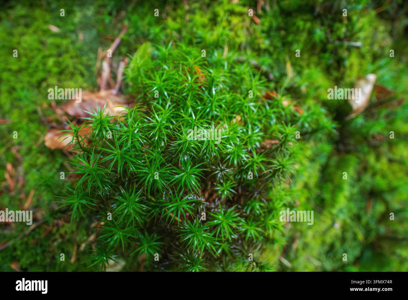 Ansicht von lebhaftem grünem Sternmoos, das auf dem Waldboden in Deer Park, Looe, Cornwall, Vereinigtes Königreich wächst. Stockfoto