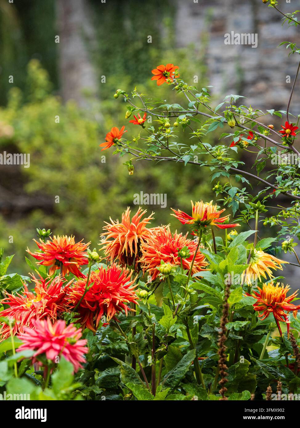 Große, kaktusblütige Dahlia 'Show and Tell' steht unten im Kontrast zur Art Dahlia coccinea var. palmeri in einer September-Grenze Stockfoto