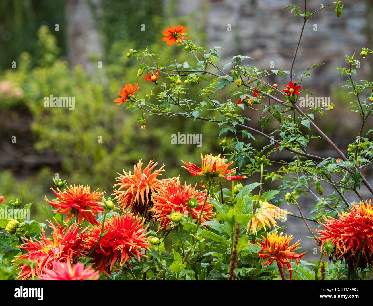 Große, kaktusblütige Dahlia 'Show and Tell' steht unten im Kontrast zur Art Dahlia coccinea var. palmeri in einer September-Grenze Stockfoto