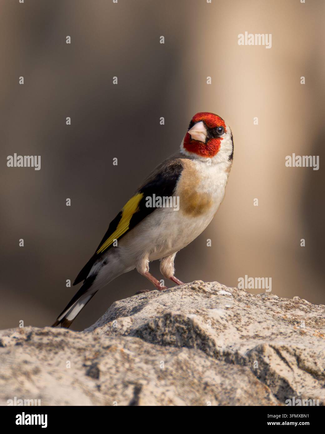 Europäischer Goldhähnchen Carduelis carduelis auf einem Felsen sitzend. Kleiner Singvogel mit roter Gesichtsmaske und gelbem Flügelfleck vor einem weichen warmen braunen Hintergrund. Stockfoto