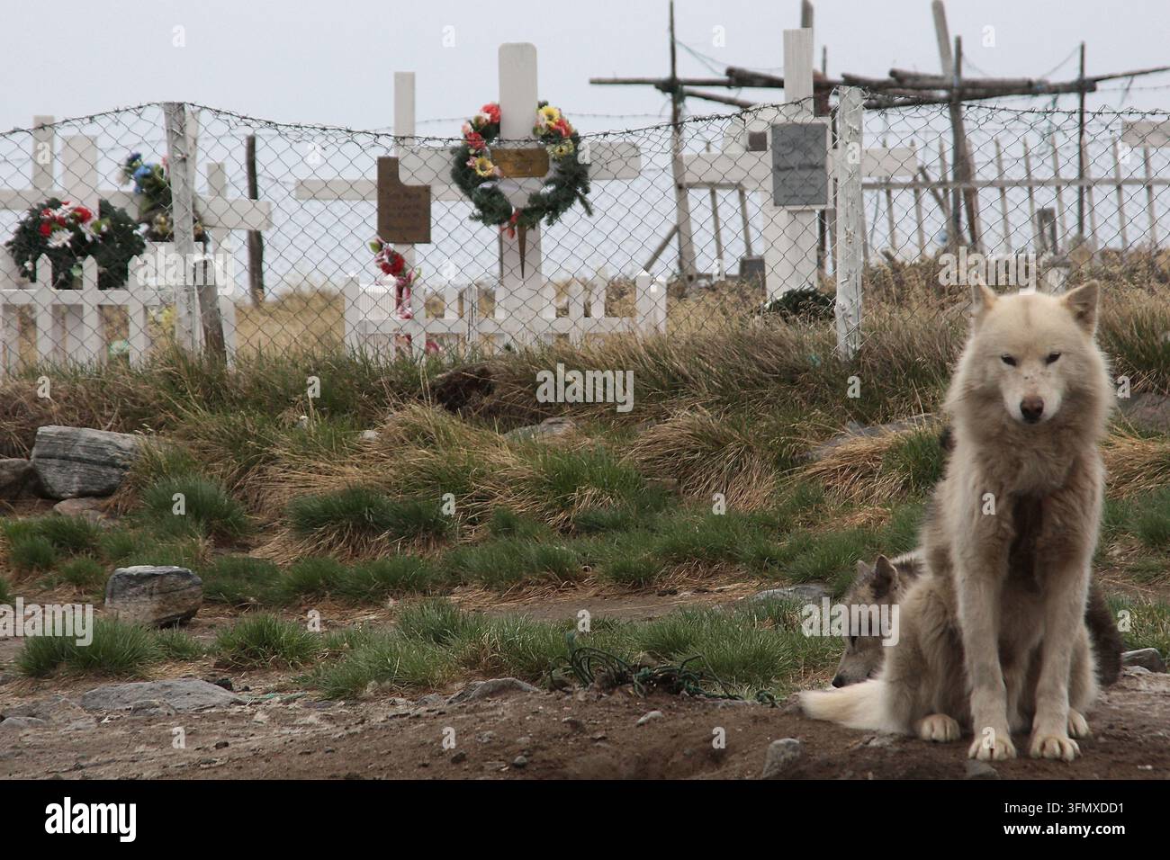 Grönländische Schlittenhunde neben einem Friedhof mit weißen Kreuzen in Uummannaq, Grönland, bei bewölktem Tageslicht fotografiert. Stockfoto