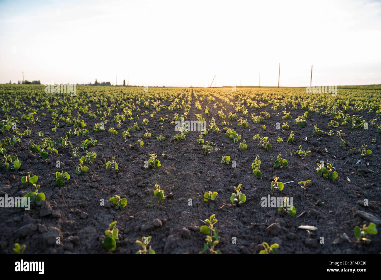 Agrarfeld mit jungen Sojapflanzen, die in Reihen wachsen, beleuchtet von warmer Morgensonne Stockfoto