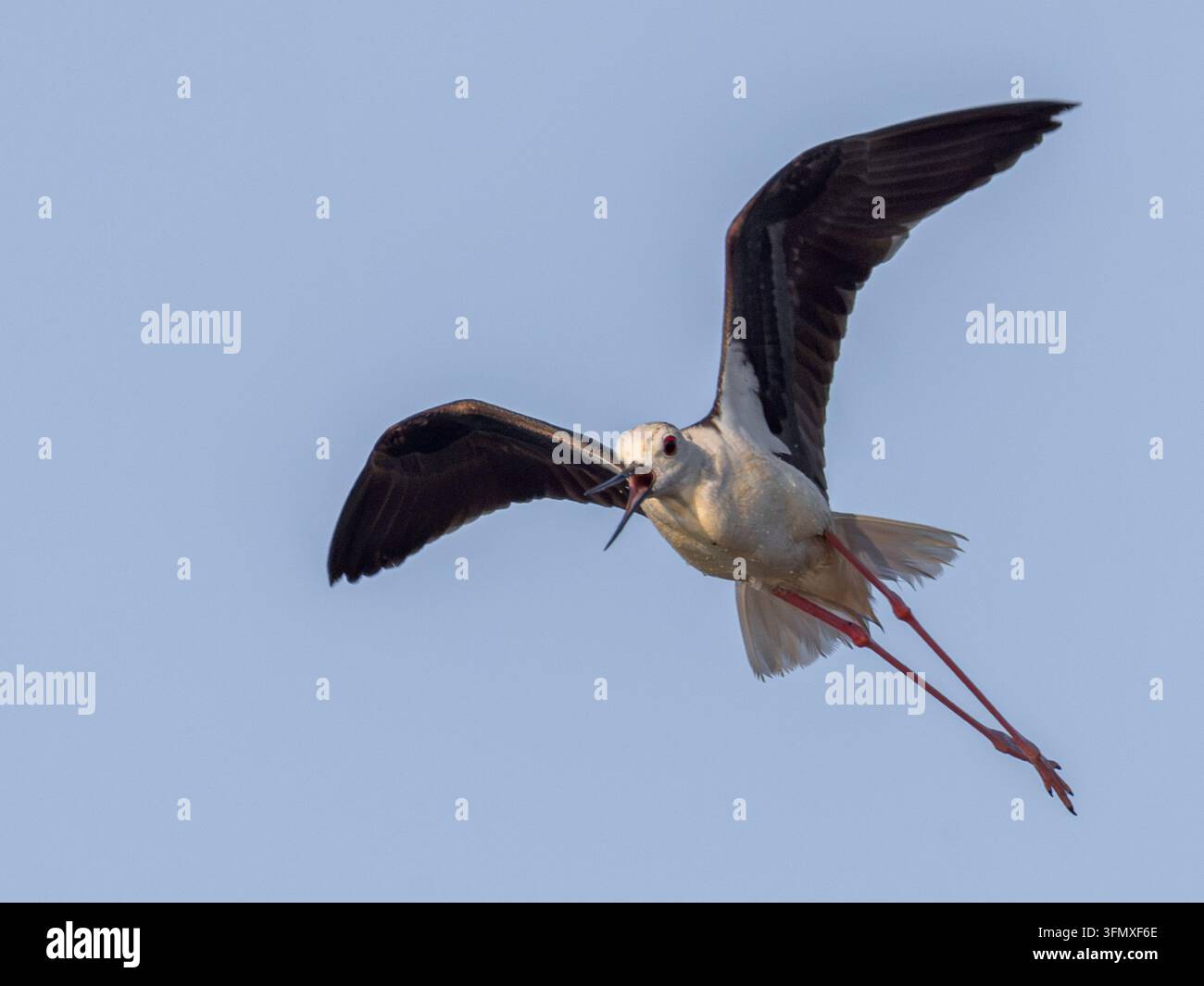 Schwarzflügeliger Triele Himantopus himantopus fliegt vor einem klaren blauen Himmel. Watvogel im Flug zeigt lange dünne rote Beine, schwarze Flügel und offenen Schnabel. Stockfoto