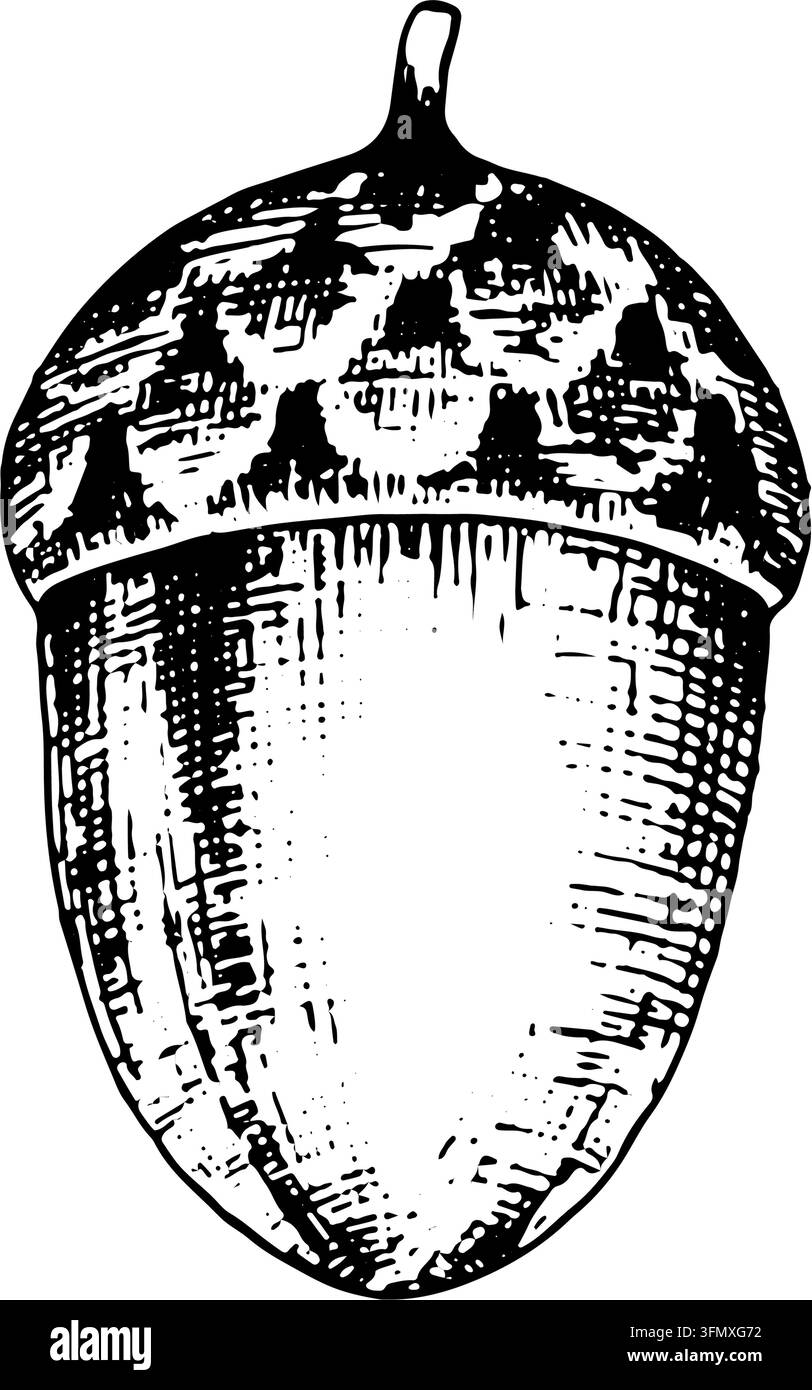 Eichel. Eine isolierte Vektorillustration auf weißem Hintergrund, erstellt im handgezeichneten Tintenstil; geeignet als heraldisches Symbol, für botanisches Thema Stock Vektor