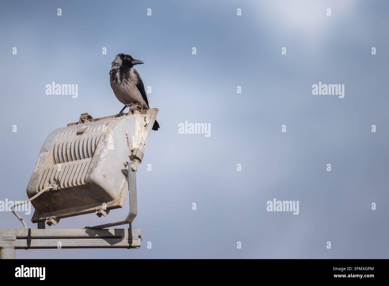 Brachfüßler-Rabe Corvus cornix sitzt auf einem industriellen Flutlichtscheinwerfer im Freien. Mittelgroßer Rabenvogel mit grauem Körper und schwarzem Kopf, Flügeln. Stockfoto