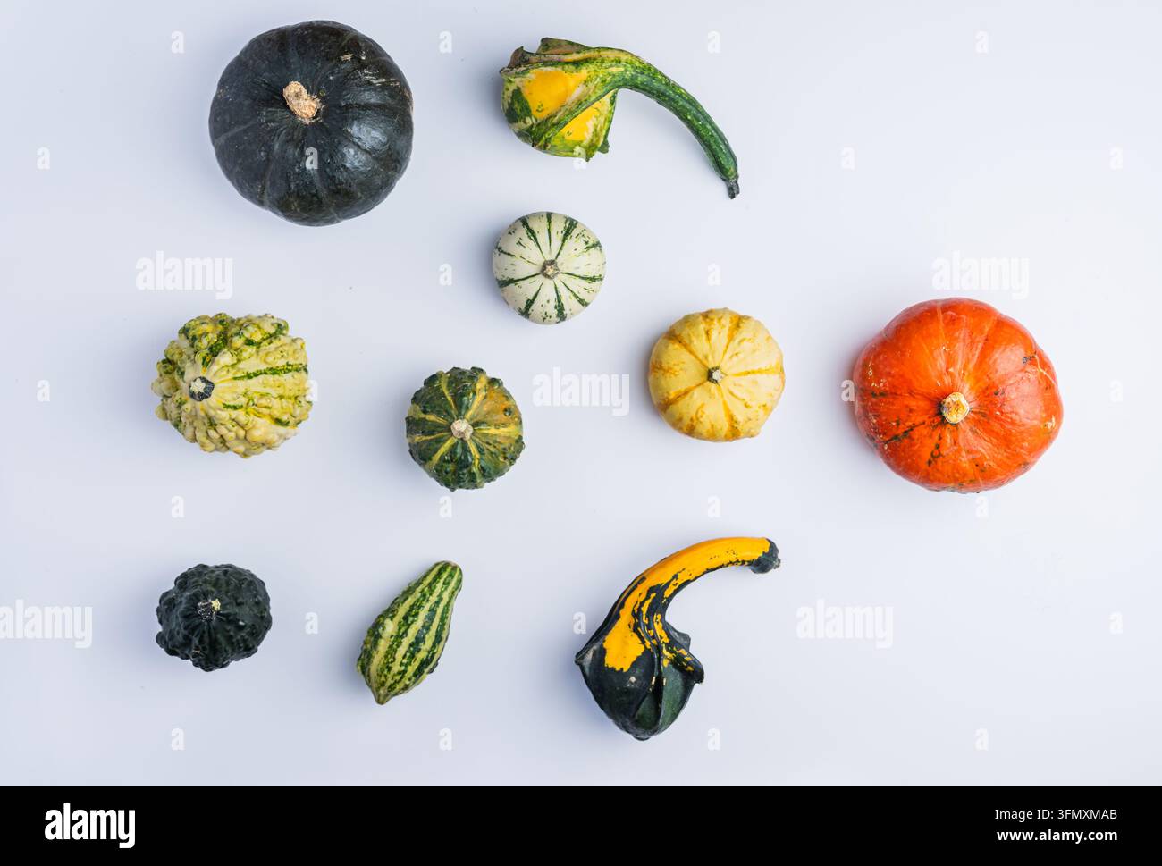 Verschiedene bunte Zierkürbisse und -kürbisgewächse flach ausgelegt auf hellblauem Hintergrund, Herbsternte Stockfoto