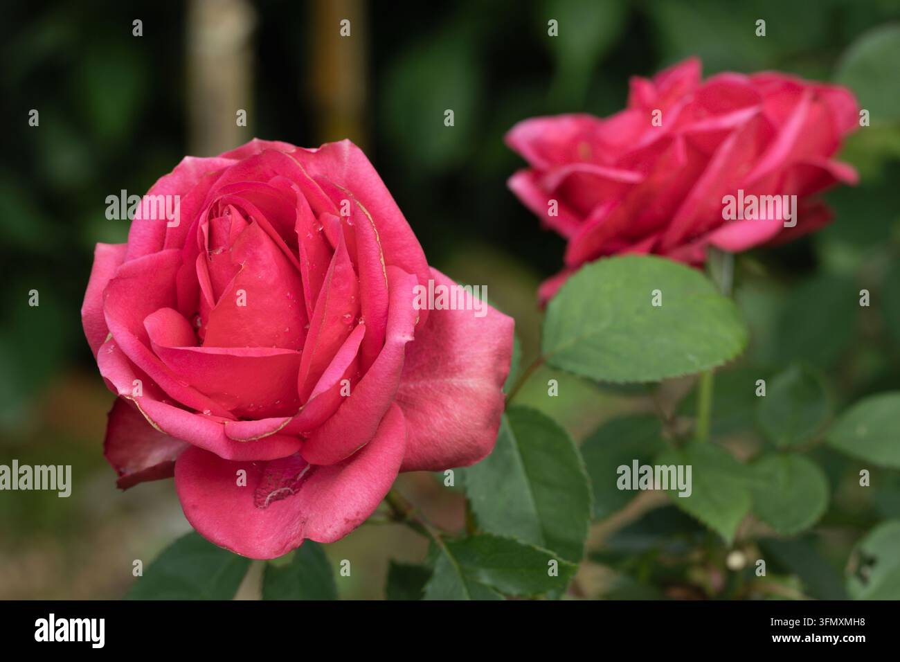 Rosa Hybride Terosen Stockfoto