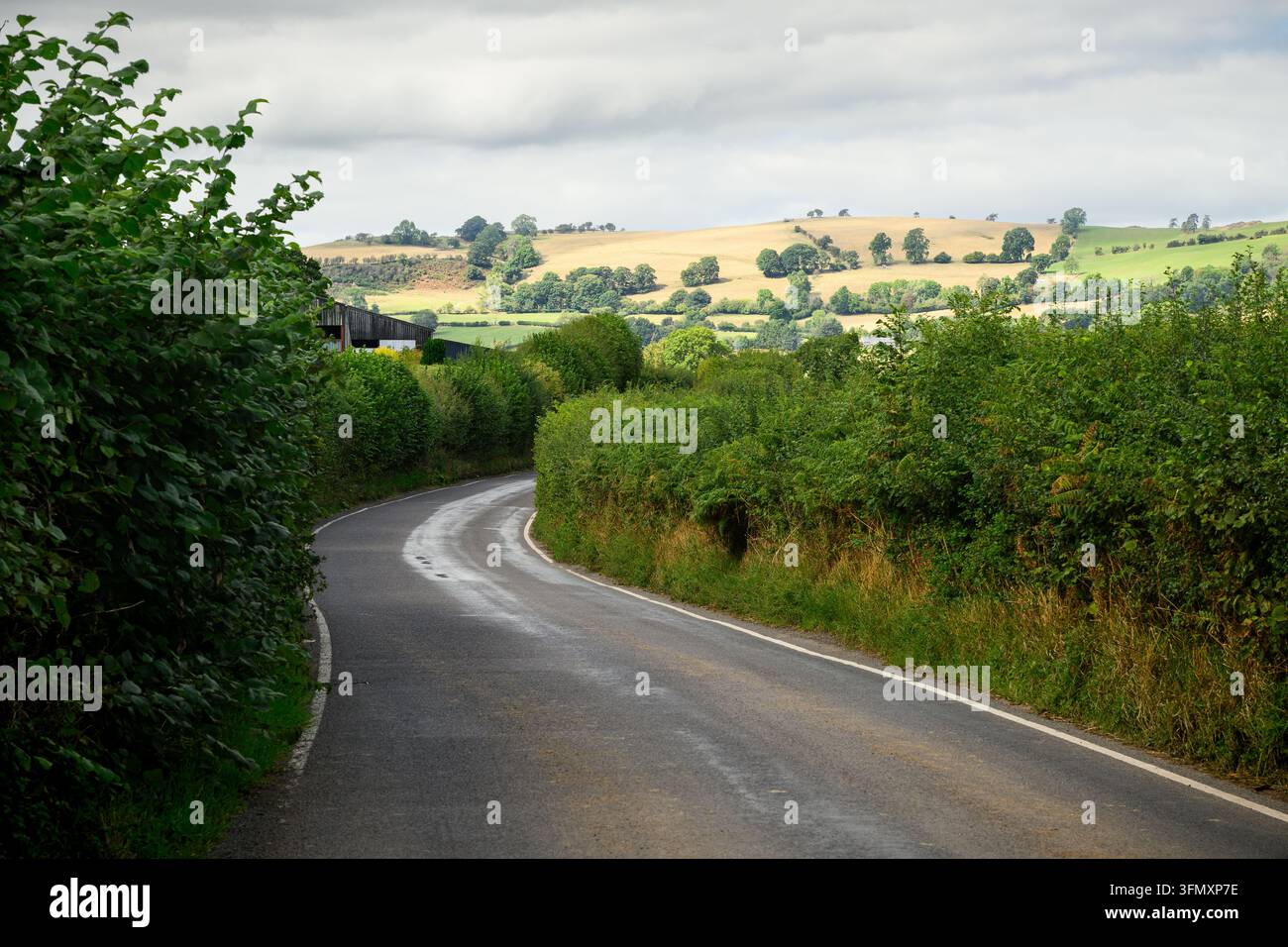 Ländliche Straße, die zwischen hohen Hecken in South Shropshire mit Ackerland verläuft Stockfoto