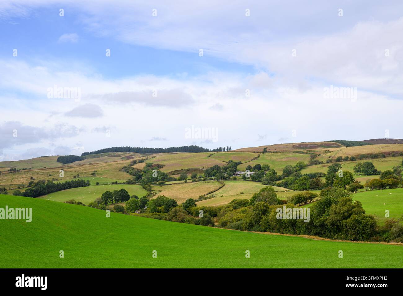 Walisische Hügelbauernlandschaft im Sommer mit grünen Feldern im Vordergrund Stockfoto