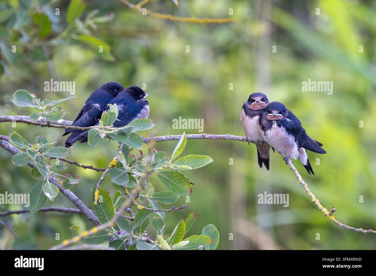 Junge Mehlschwalben (Hirundo rustica), die um Nahrung betteln, während ein Erwachsener sie auf einem Ast füttert. Stockfoto