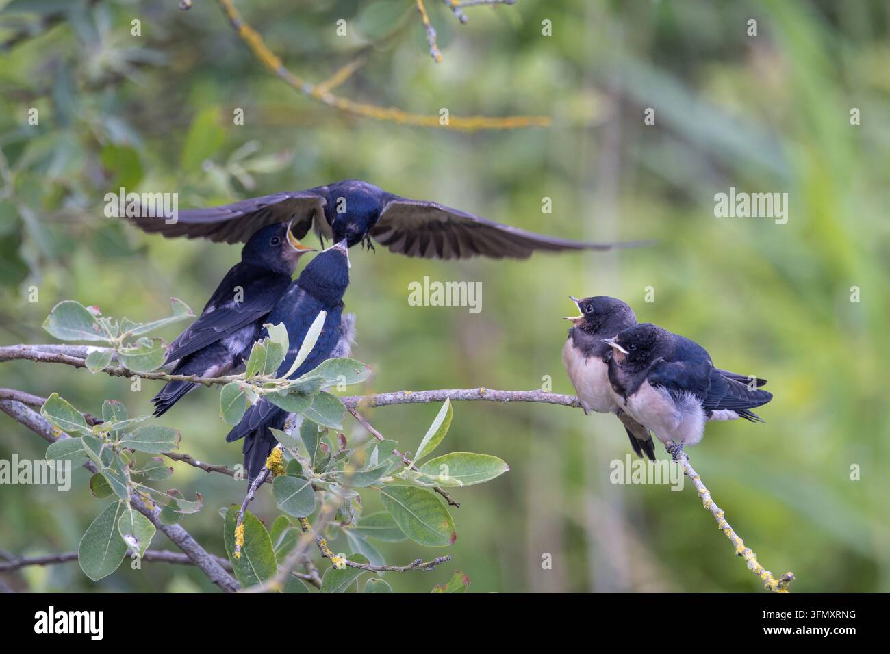 Junge Mehlschwalben (Hirundo rustica), die um Nahrung betteln, während ein Erwachsener sie auf einem Ast füttert. Stockfoto