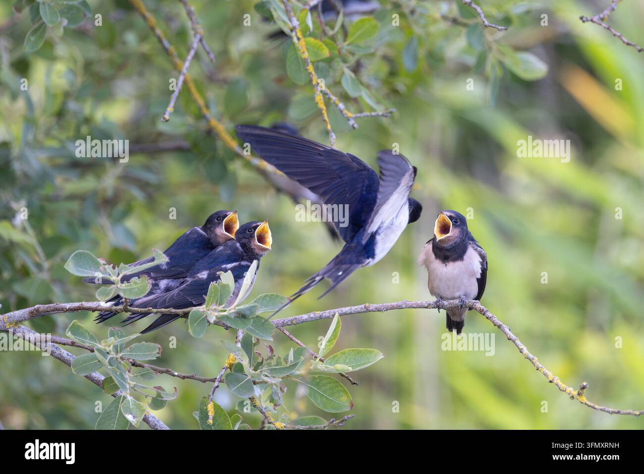 Junge Mehlschwalben (Hirundo rustica), die um Nahrung betteln, während ein Erwachsener sie auf einem Ast füttert. Stockfoto