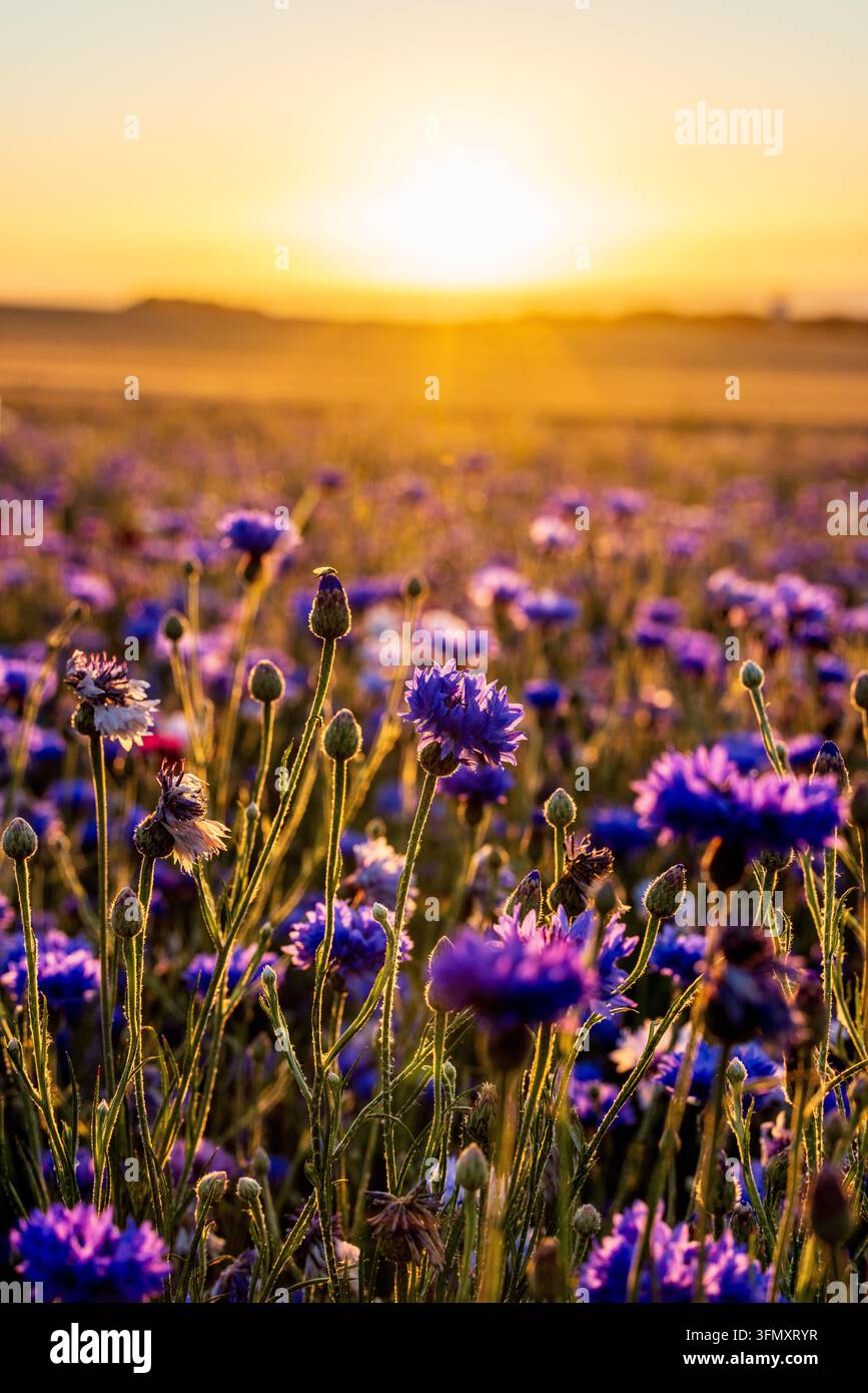 Feld von Kornblumen (Centaurea cyanus) in voller Blüte, beleuchtet von den letzten Strahlen der untergehenden Sonne an der Côte d'Opale, Frankreich, Pas de Caali Stockfoto