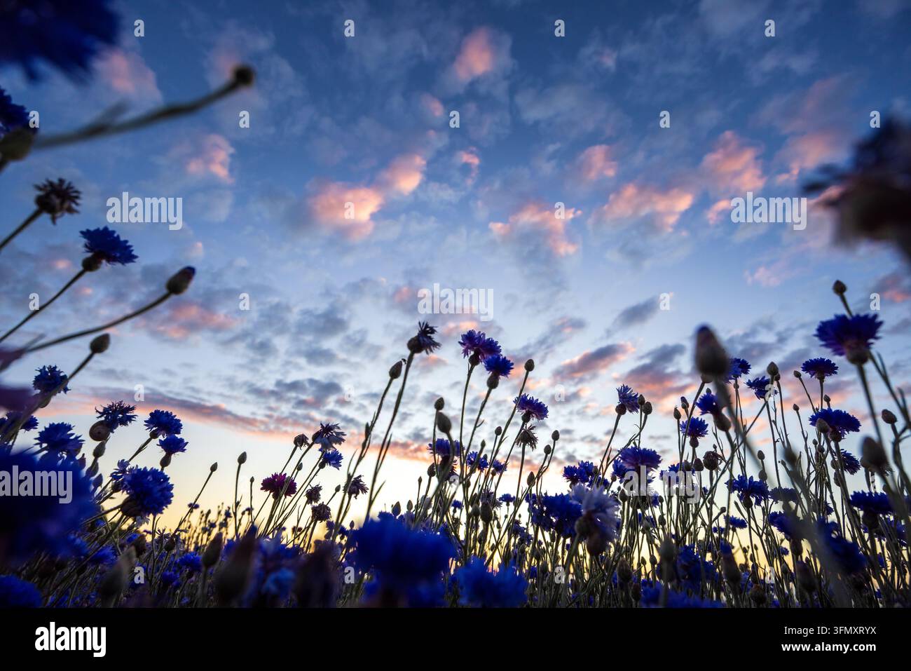 Feld von Kornblumen (Centaurea cyanus) in voller Blüte, beleuchtet von den letzten Strahlen der untergehenden Sonne an der Côte d'Opale, Frankreich, Pas de Caali Stockfoto