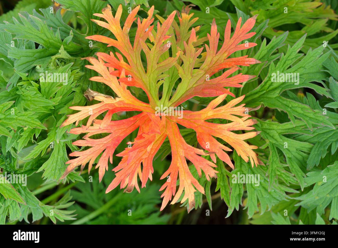 Wiesenstorchschnabel (Geranium pratense) mit einem einzelnen Blatt, das gelb-rot verfärbt ist. Stockfoto