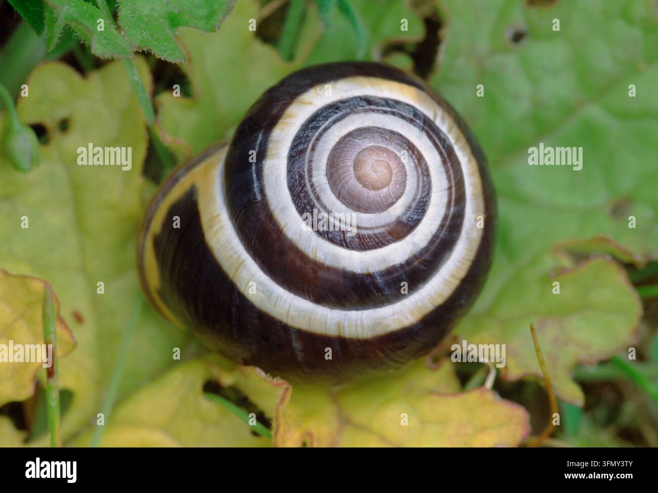 Weißlippige / Banded Schnecke (Cepaea hortensis) Einzelindividuum auf verrottendem Blatt an einem Feldrain, Berwickshire, Schottland, Oktober Stockfoto