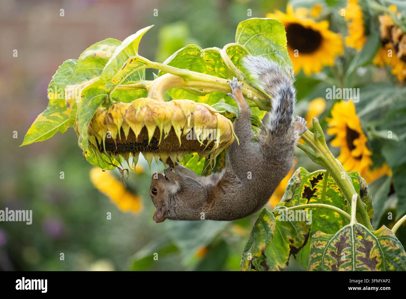 Eichhörnchen hängt von einer riesigen Sonnenblume und frisst die reifen Sonnenblumenkerne in einem Herbstgarten - UK Stockfoto