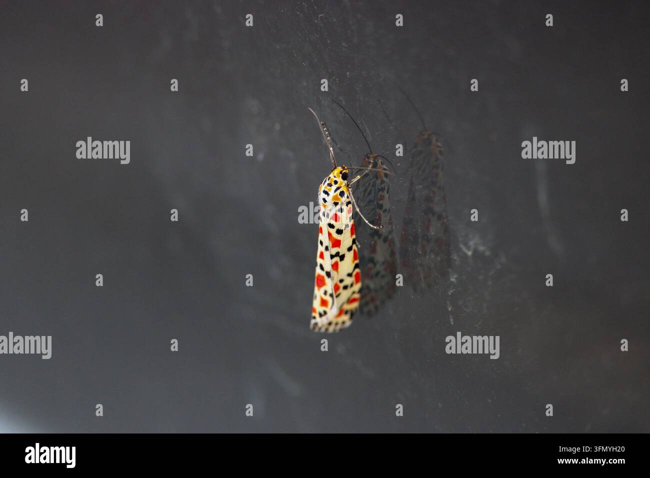 Motte mit karminroten Flecken (Utetheisa pulchella) ruht auf einer dunklen Oberfläche und zeigt charakteristische rote, schwarze und gelbe Muster. Stockfoto