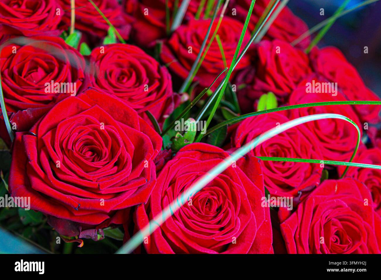 Motte mit karminroten Flecken (Utetheisa pulchella) ruht auf einer dunklen Oberfläche und zeigt charakteristische rote, schwarze und gelbe Muster. Stockfoto