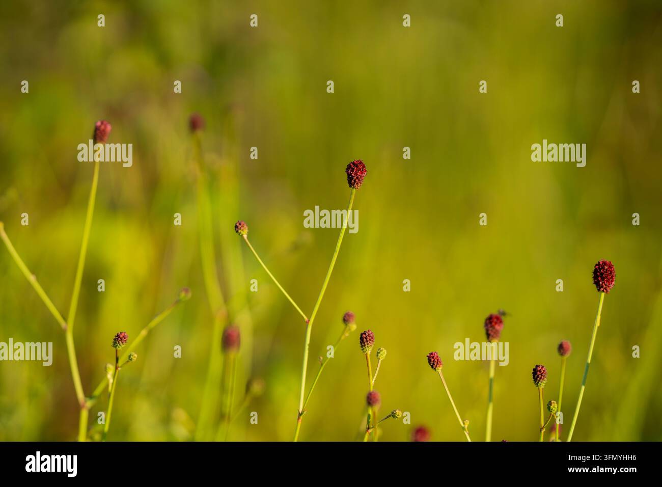 Sanguisorba officinalis, Großer Brunnenkraut, eine mehrjährige Wiesenpflanze mit schlanken aufrechten Stängeln und markanten dunkelroten bis purpurroten Blütenköpfen. Stockfoto