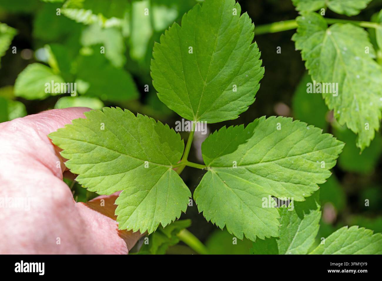 Eine Hand hält die markanten grünen Blätter von Grundeld im Sonnenlicht Stockfoto
