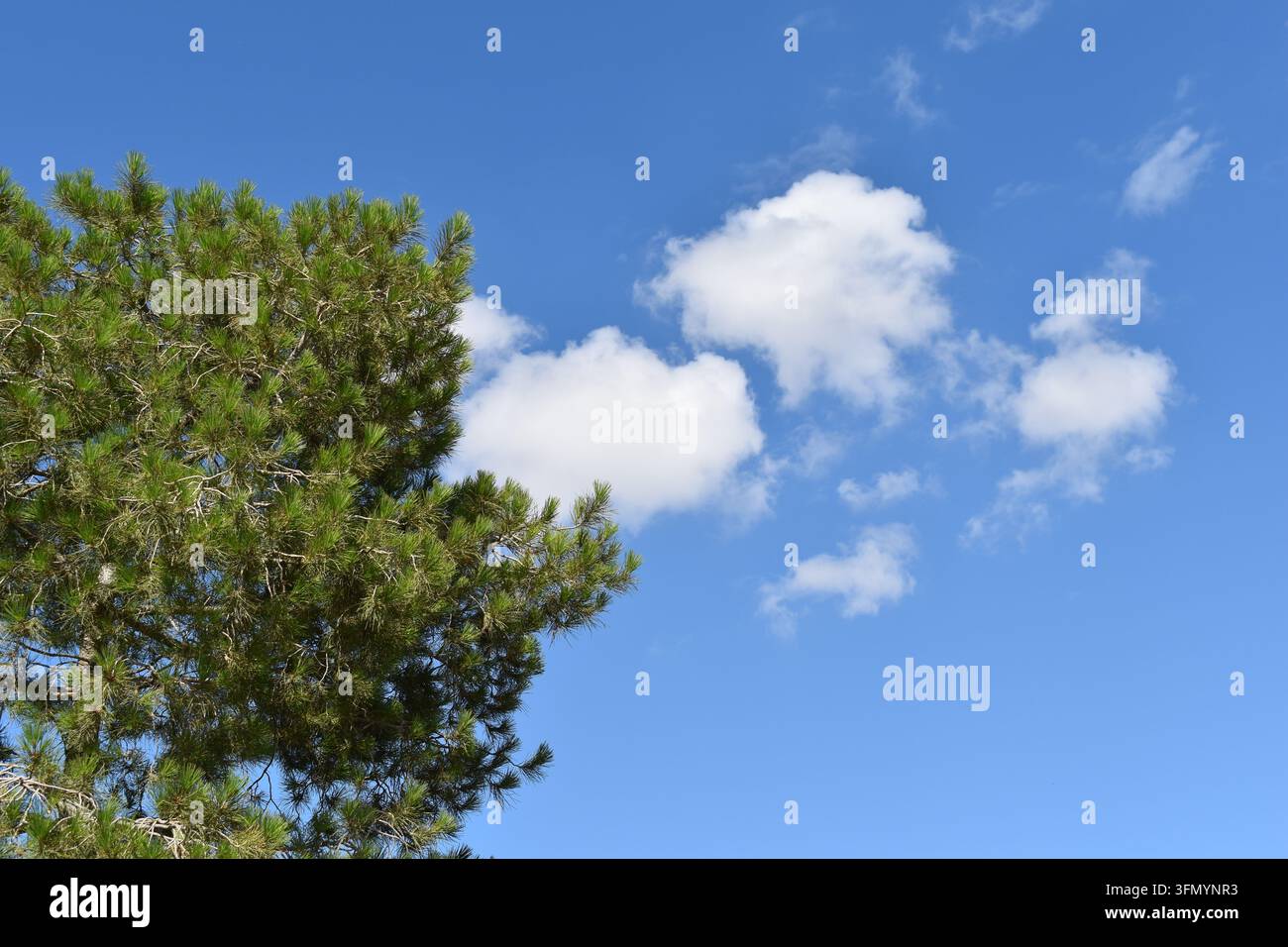 Kiefernbäume rahmen flauschige weiße Wolken unter blauem Himmel mit Platz für Text Stockfoto