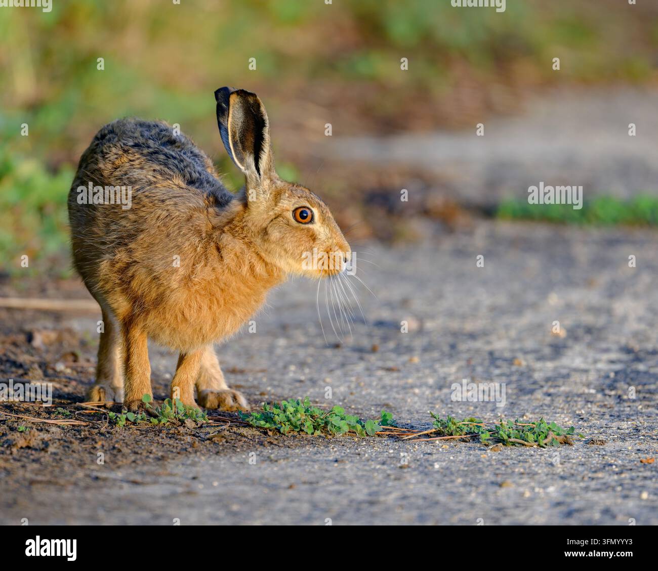 Ein Brauner Hase Lepus europaeus fängt das Abendsonnenlicht ein und bleibt kurz stehen, um zu blicken. Nord-Norfolk, uk. Stockfoto