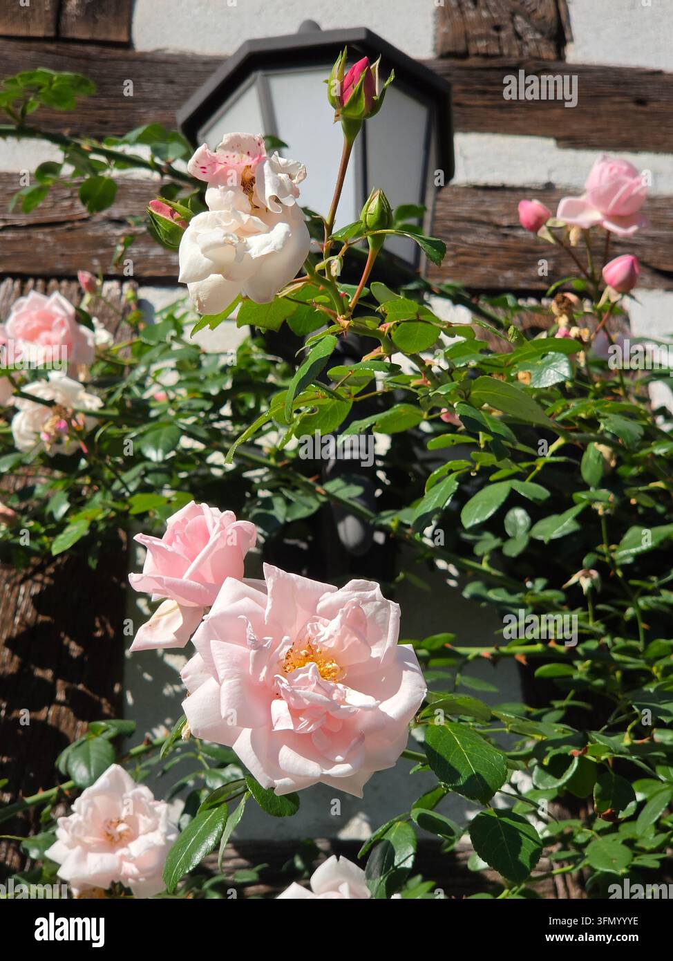 Nahaufnahme von zarten rosa Rosen in voller Blüte mit Knospen an einem Kletterrosenstrauch vor einer Fachwerkhauswand mit Laterne im Hintergrund, Sommergarten - Smartphone-aufgenommenes Stockfoto