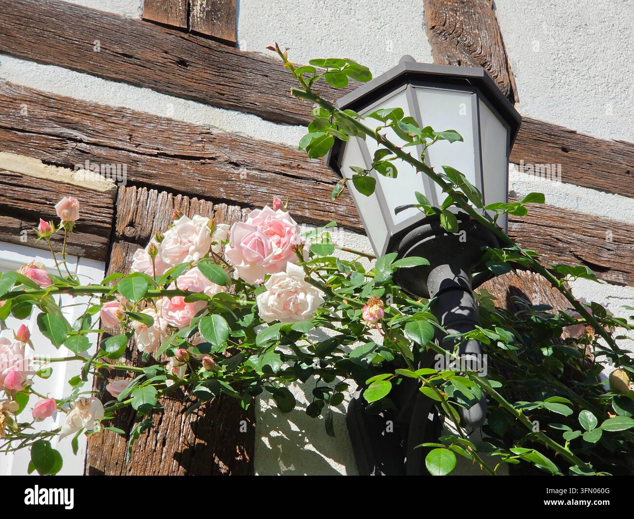 Rosa Rosen blühen an einem Kletterrosenstrauch vor einer historischen Fachhauswand mit weißer Laterne und Holzkonstruktionen in einem Sommergarten - Smartphone-aufgenommenes Stockfoto