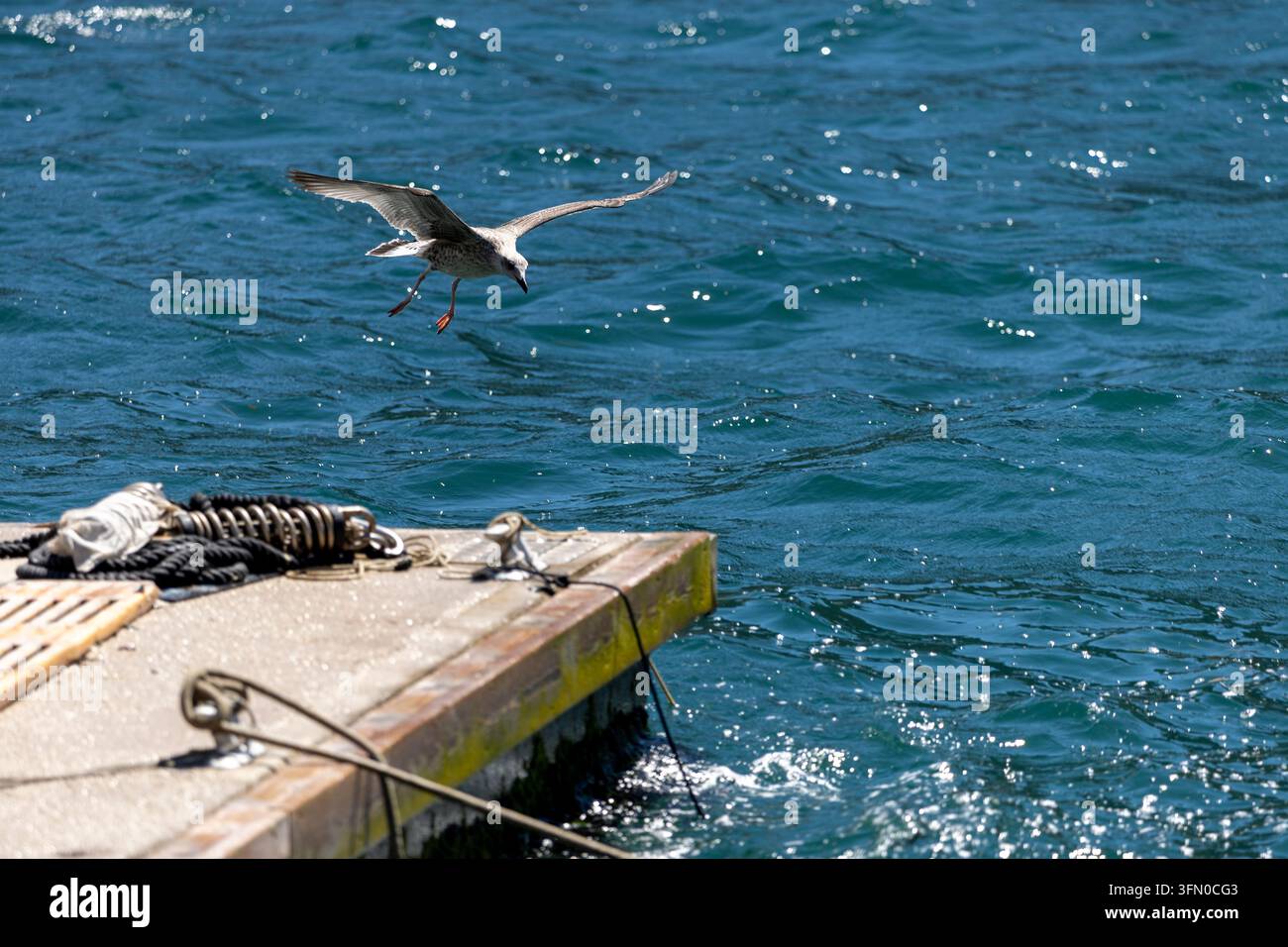 Möwe stürzt im Flug hinab zu Betondockkante neben aufgerolltem Ankerseil und verworrenem Fischernetz, mit Möwe, Vogel, Vogelart, Hafendetail Stockfoto