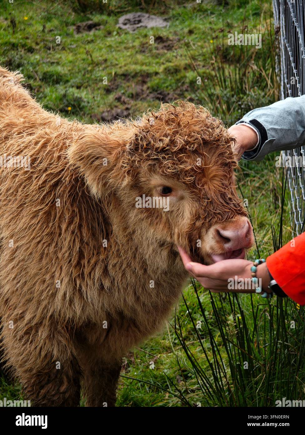 Junge haarige Hochlandkuh interagiert mit Besuchern in Schottland - Smartphone-aufgenommenes Stockfoto